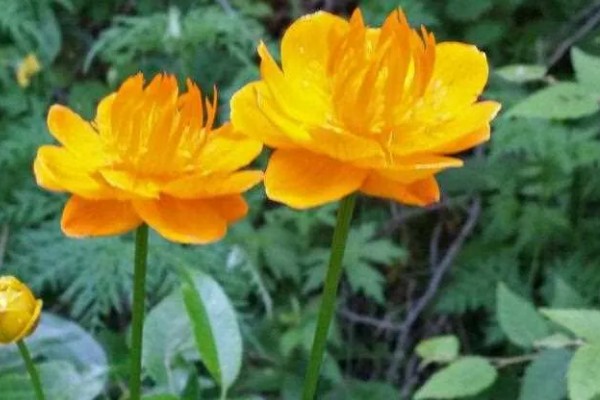 金莲花怎么养殖，幼苗期每隔10天施一次肥