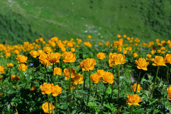 金莲花怎么养殖，幼苗期每隔10天施一次肥