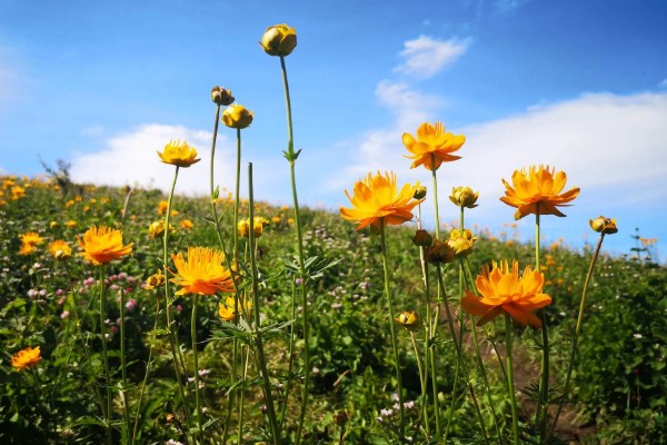 金莲花怎么养殖，幼苗期每隔10天施一次肥
