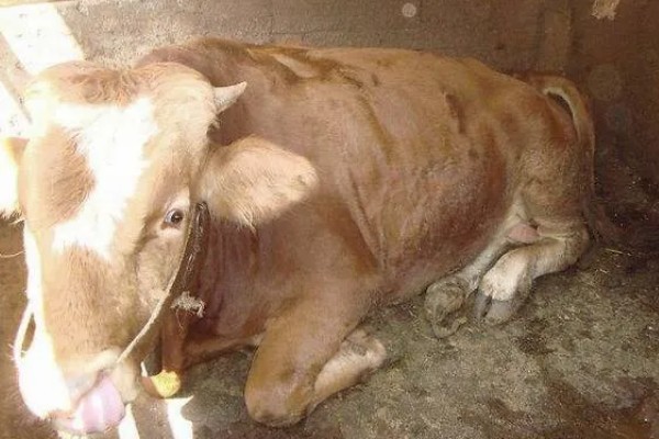 牛炭疽病的发生原因，牛炭疽病由炭疽杆菌所引起