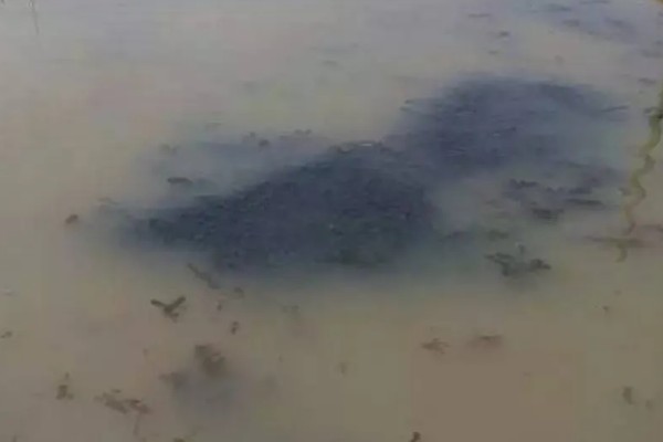 水体富营养化的治理措施，可使用凝聚沉降的化学用剂杀死藻类