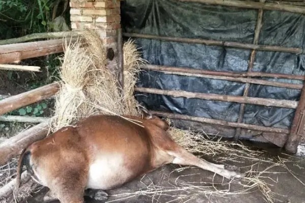 牛炭疽病的发生原因，牛炭疽病由炭疽杆菌所引起