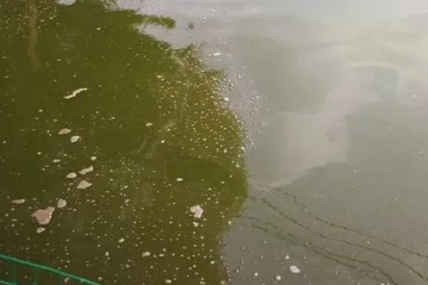 水体富营养化的治理措施，可使用凝聚沉降的化学用剂杀死藻类