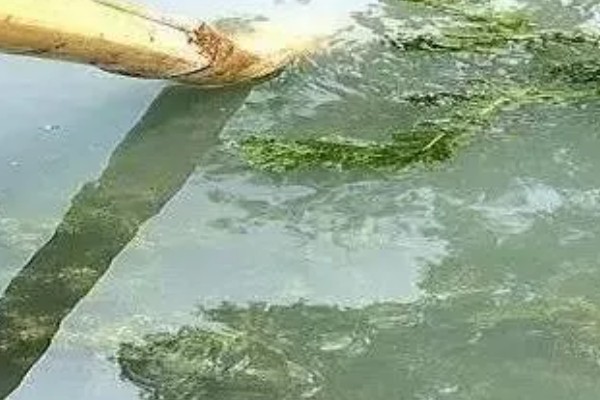 水体富营养化的治理措施，可使用凝聚沉降的化学用剂杀死藻类