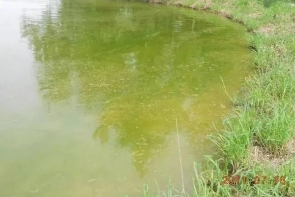 水体富营养化的治理措施，可使用凝聚沉降的化学用剂杀死藻类