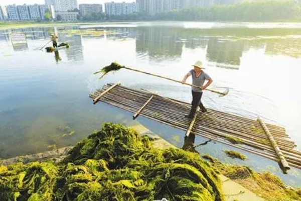水体富营养化的治理措施，可使用凝聚沉降的化学用剂杀死藻类