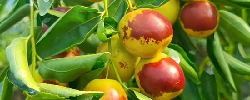 冬枣幼树留枣头多少，留枣头4-5个为佳