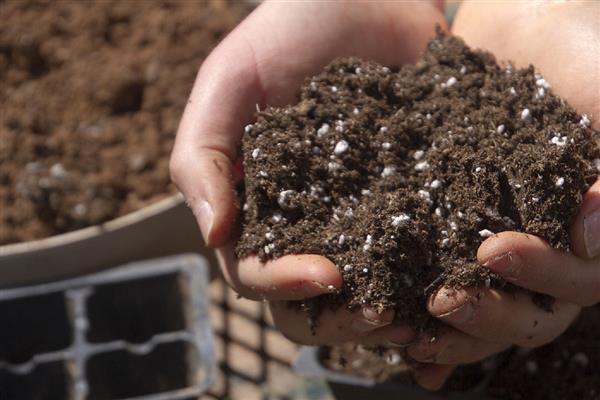 如何养多肉植物九尾狐，让其生长在有充足光照的地方