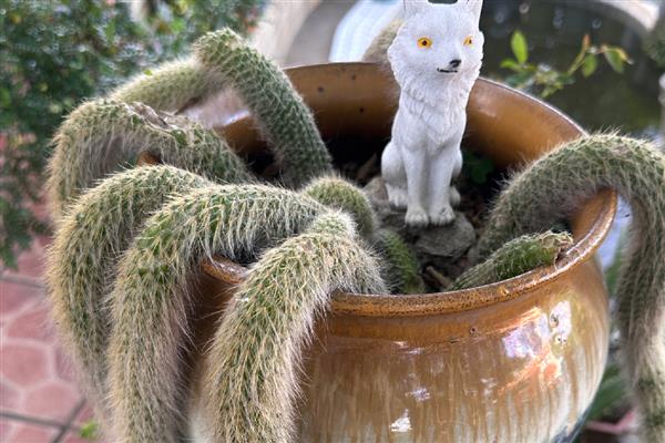 如何养多肉植物九尾狐，让其生长在有充足光照的地方