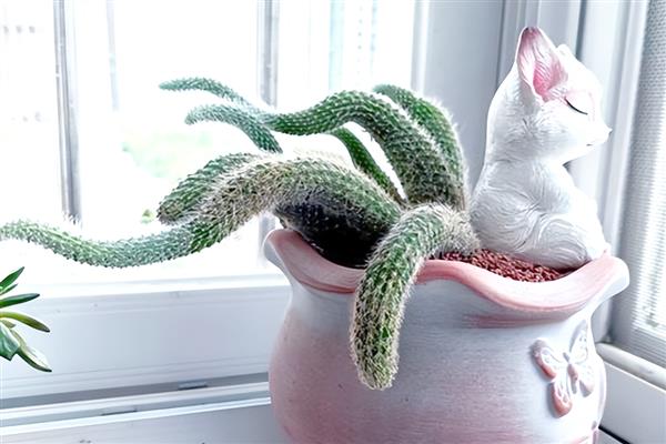 如何养多肉植物九尾狐，让其生长在有充足光照的地方