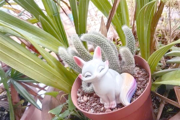 如何养多肉植物九尾狐，让其生长在有充足光照的地方