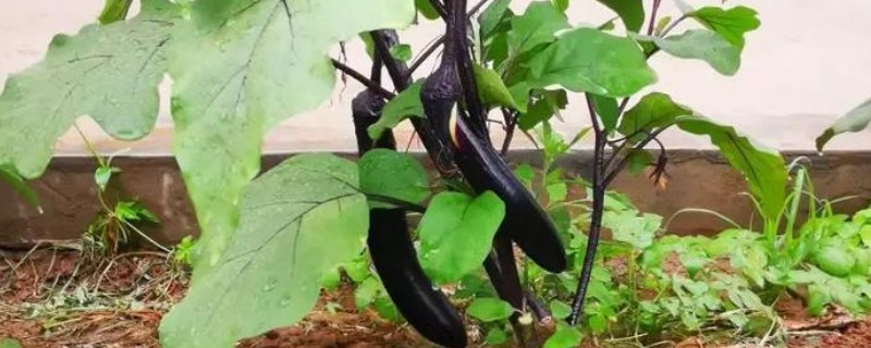 茄子菌核病的防治方法,发现病株及时拔除