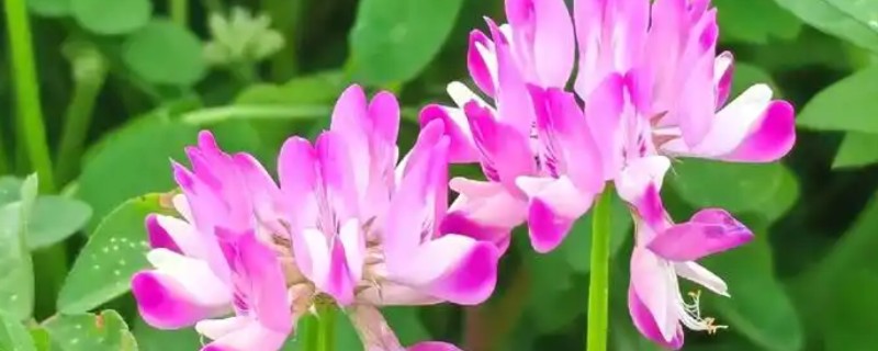 紫云英有毒吗,分无毒和有毒两种