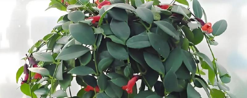 口红吊兰怎么浇水，夏天每天早晚应各浇水一次