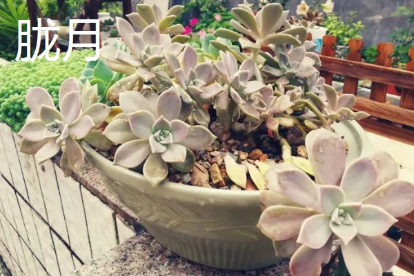 多肉胧月与姬胧月的区别，颜色和形态均不同