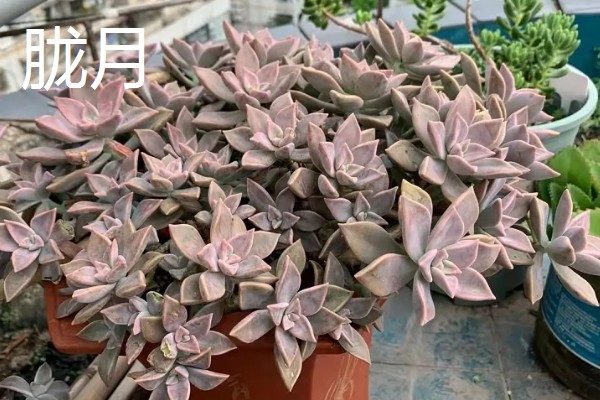 多肉胧月与姬胧月的区别，颜色和形态均不同