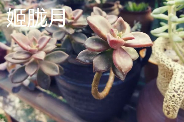 多肉胧月与姬胧月的区别，颜色和形态均不同