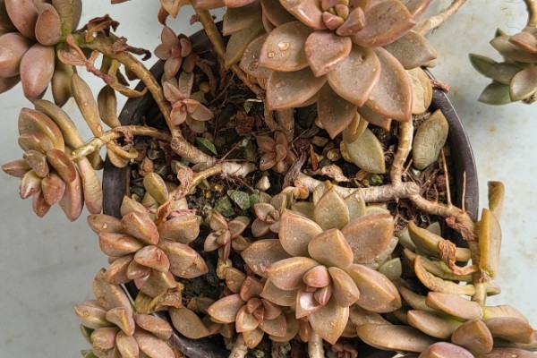 多肉胧月与姬胧月的区别，颜色和形态均不同