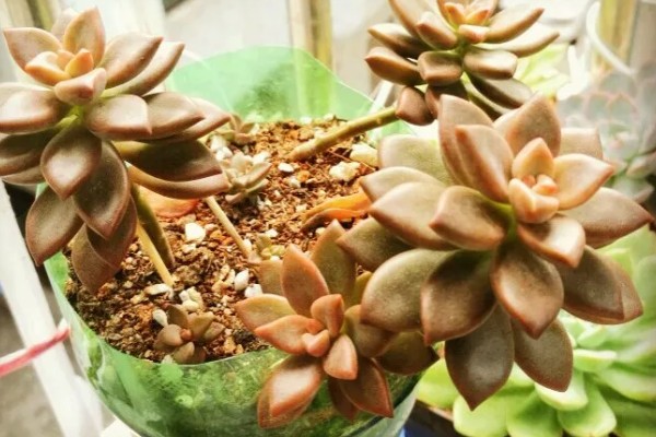 多肉胧月与姬胧月的区别，颜色和形态均不同