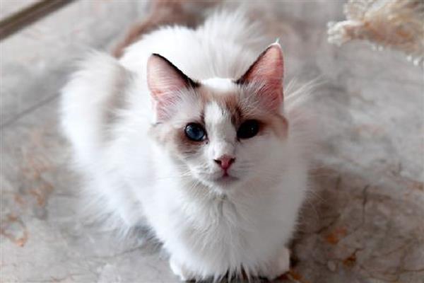 猫尾巴上有硬疙瘩的原因，可能是寄生虫感染、蚊虫叮咬等因素造成