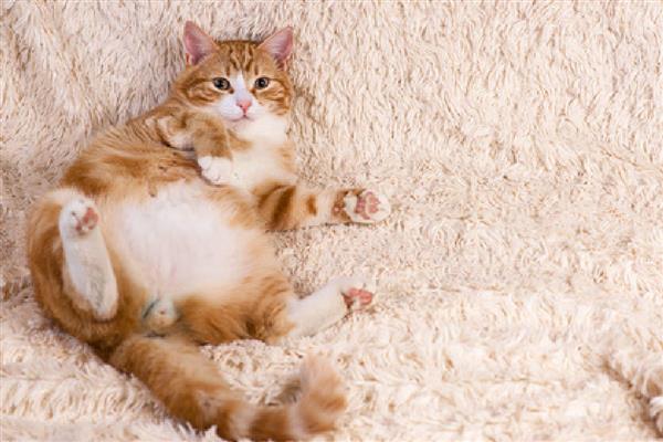 猫尾巴上有硬疙瘩的原因，可能是寄生虫感染、蚊虫叮咬等因素造成