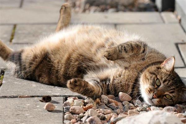 猫尾巴上有硬疙瘩的原因，可能是寄生虫感染、蚊虫叮咬等因素造成