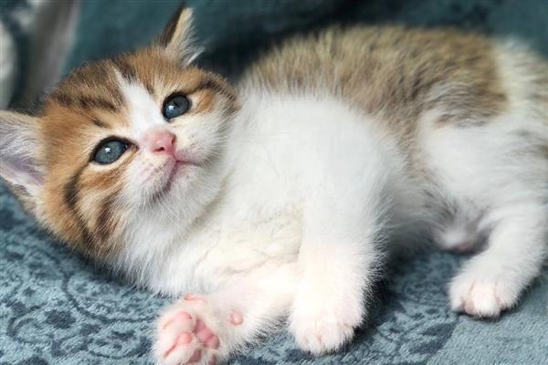 猫藓初期症状，病部出现红肿、瘙痒、脱毛等情况