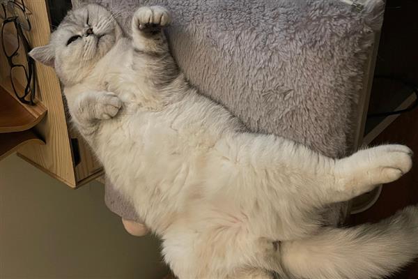 猫藓初期症状，病部出现红肿、瘙痒、脱毛等情况