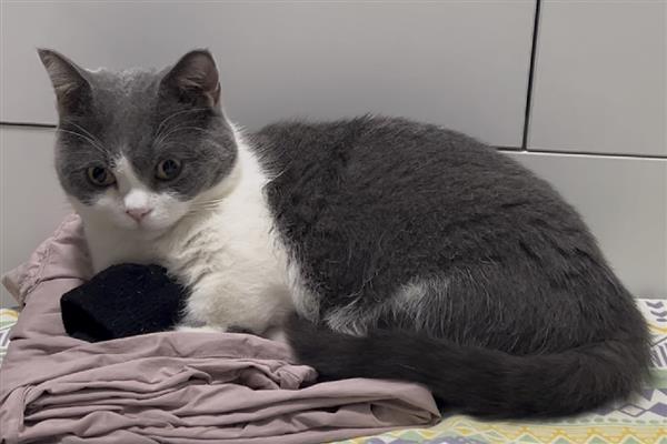 猫藓初期症状，病部出现红肿、瘙痒、脱毛等情况