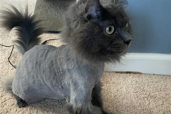 猫藓初期症状，病部出现红肿、瘙痒、脱毛等情况