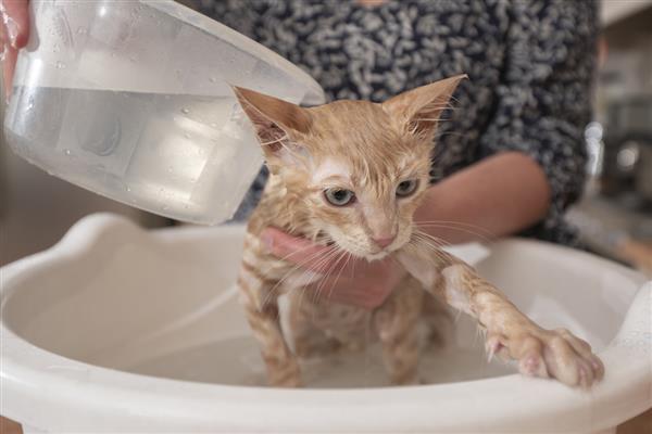 猫藓初期症状，病部出现红肿、瘙痒、脱毛等情况