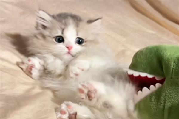 猫藓初期症状，病部出现红肿、瘙痒、脱毛等情况