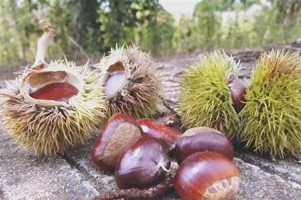 广东省东源县的特产，东源板栗属于栗中极品