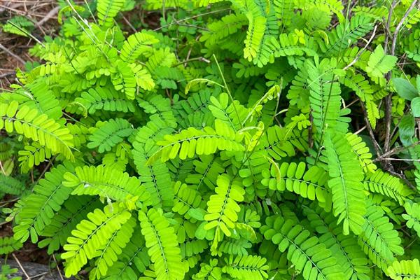 广东省东源县的特产，东源板栗属于栗中极品