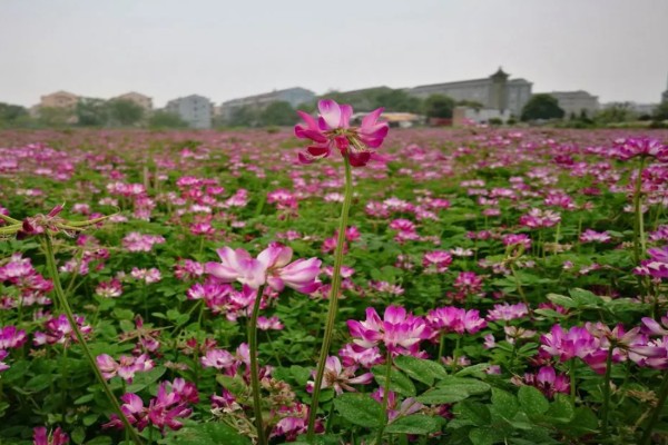 紫云英有毒吗,分无毒和有毒两种