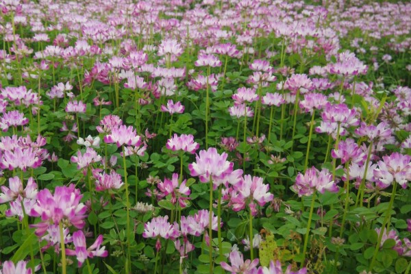 紫云英有毒吗,分无毒和有毒两种