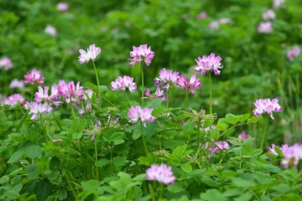 紫云英有毒吗,分无毒和有毒两种