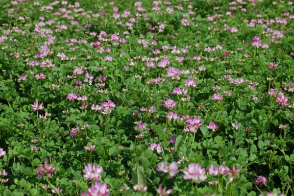 紫云英有毒吗,分无毒和有毒两种