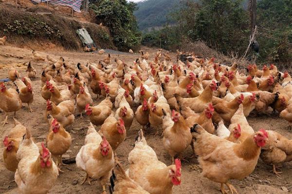 广东省东源县的特产，东源板栗属于栗中极品