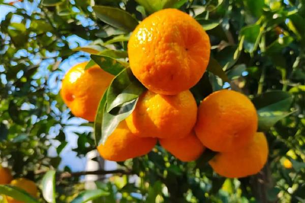 广东省东源县的特产，东源板栗属于栗中极品