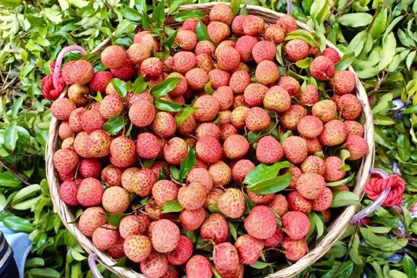 广东省东源县的特产，东源板栗属于栗中极品