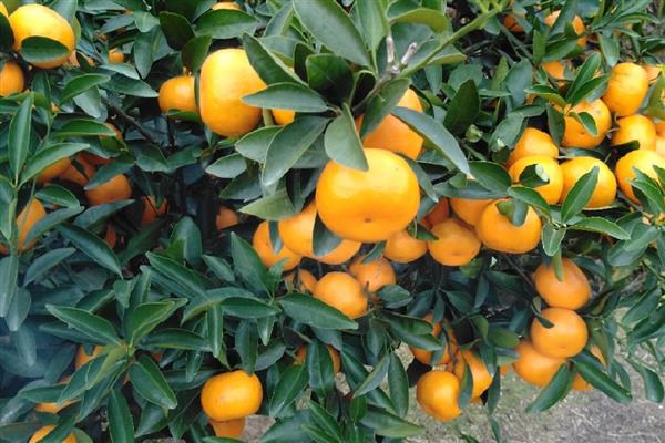 广东省东源县的特产，东源板栗属于栗中极品