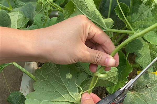 瓜类蔬菜怎么整枝，剪除不结瓜的徒长枝等不良枝条