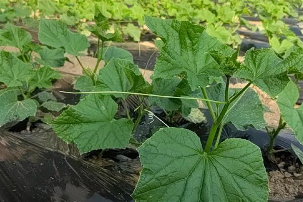瓜类蔬菜怎么整枝，剪除不结瓜的徒长枝等不良枝条