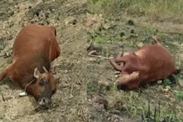 紫云英有毒吗,分无毒和有毒两种