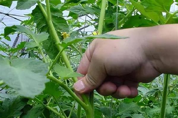 瓜类蔬菜怎么整枝，剪除不结瓜的徒长枝等不良枝条