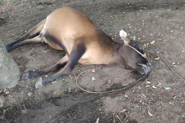 紫云英有毒吗,分无毒和有毒两种