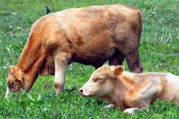 紫云英有毒吗,分无毒和有毒两种