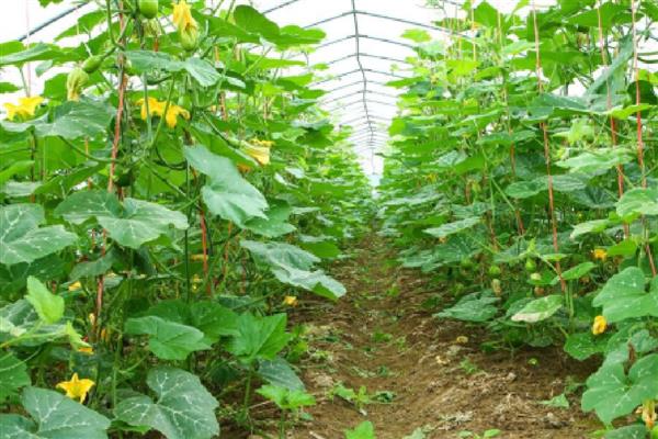 瓜类蔬菜怎么整枝，剪除不结瓜的徒长枝等不良枝条
