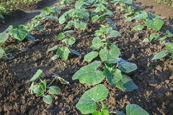 瓜类蔬菜怎么整枝，剪除不结瓜的徒长枝等不良枝条